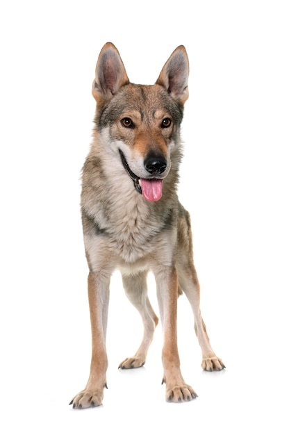 Czechoslovakian wolf dog in front of white