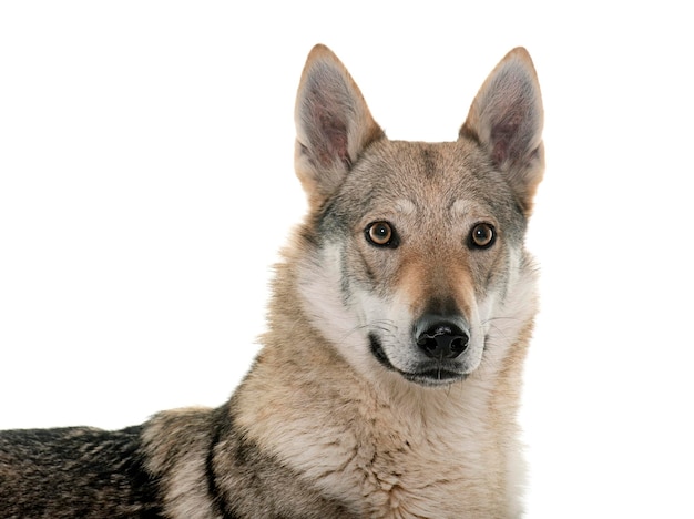 チェコスロバキアのオオカミ犬