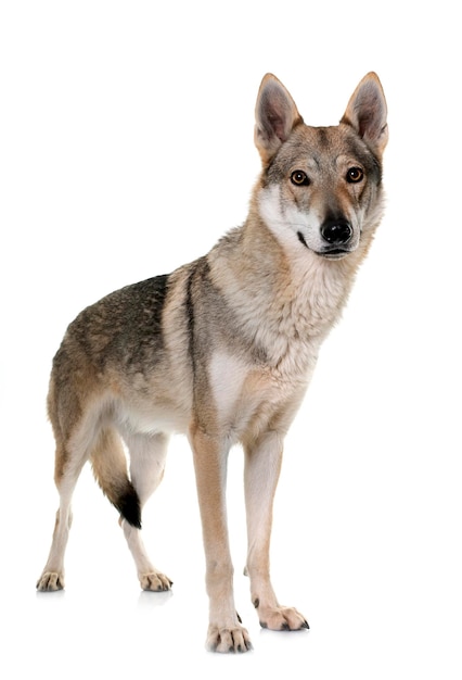 Czechoslovakian wolf dog