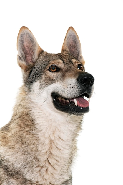 Czechoslovakian wolf dog