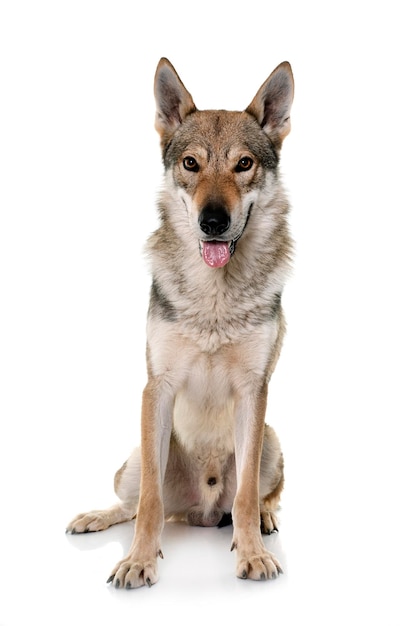 Czechoslovakian wolf dog