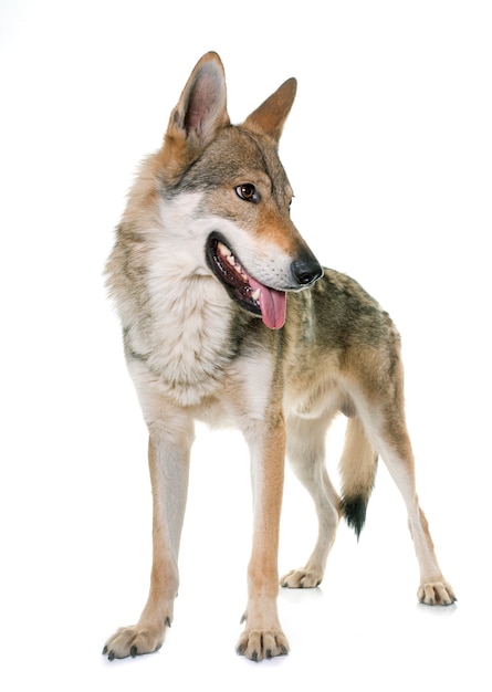  czechoslovakian wolf dog