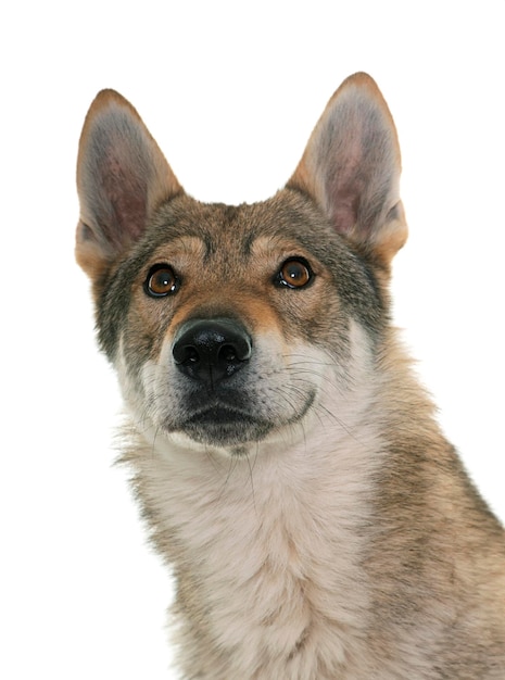 チェコスロバキアのオオカミ犬