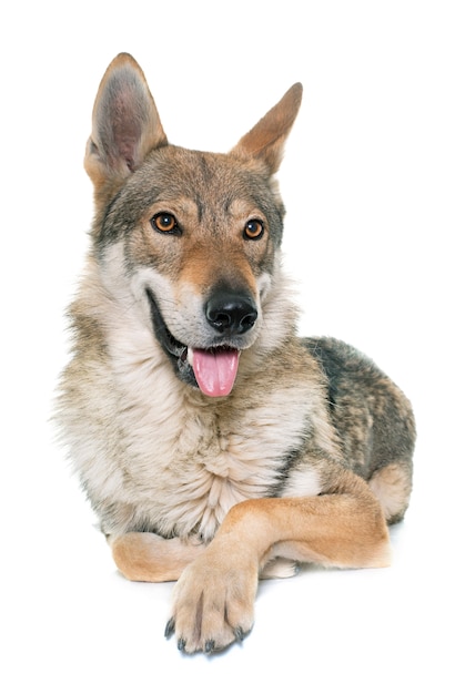チェコスロバキアのオオカミ犬