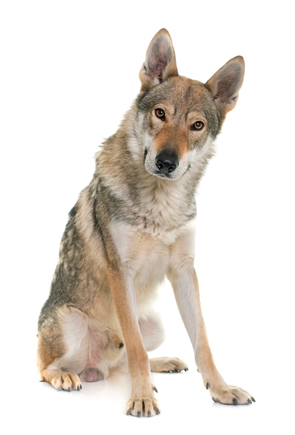 チェコスロバキアのオオカミ犬
