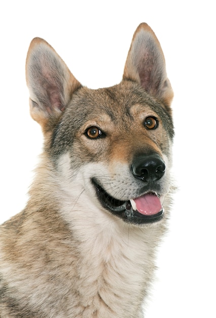  czechoslovakian wolf dog