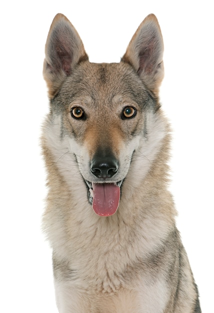 Photo czechoslovakian wolf dog