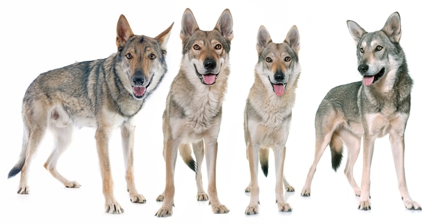  czechoslovakian wolf dogs