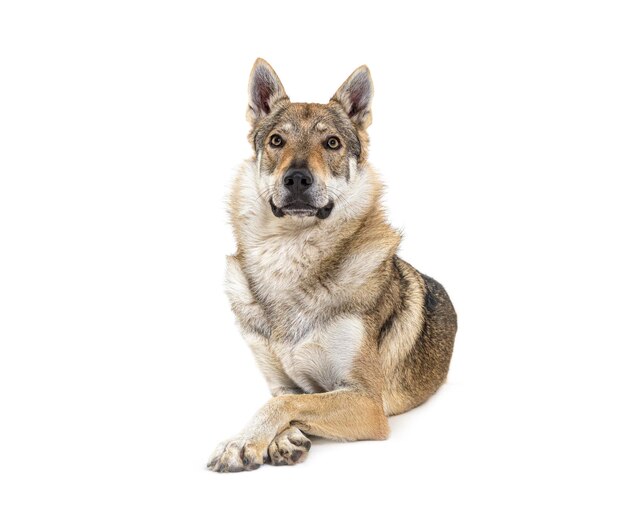 Czechoslovakian Wolfdog arms crossed lying in front