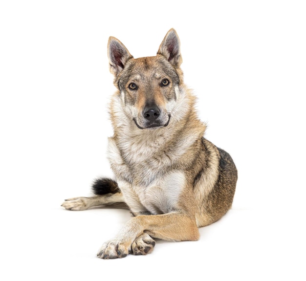 Czechoslovakian Wolfdog looking at the camera lying in front