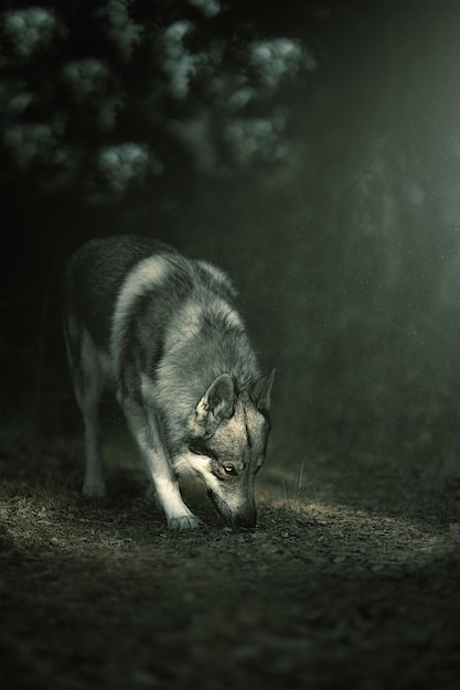 Photo czechoslovakian wolfdog in nature