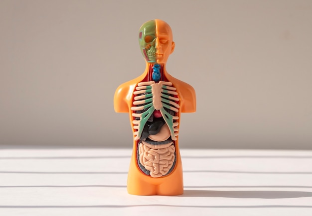 D human model with inner organs inside medical anatomical concept