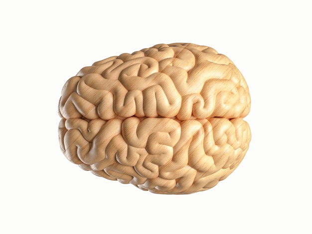 Photo d illustration of human brain made of wood