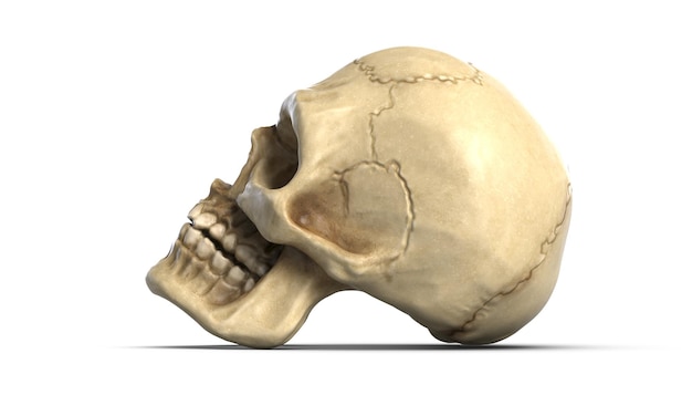 D illustration of human skull isolated on white