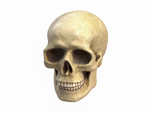 D illustration of human skull isolated on white