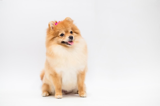 D.O.G. 26