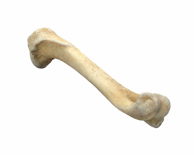 d render of animal leg bone isolated on white