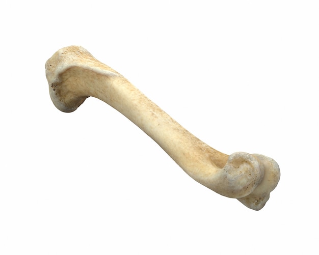 Photo d render of animal leg bone isolated on white