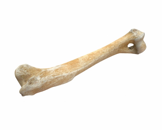 Photo d render of animal leg bone isolated on white