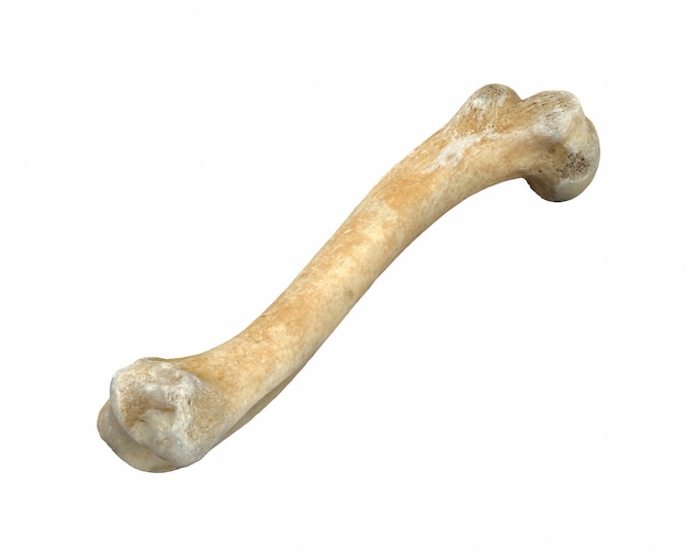 d render of animal leg bone isolated on white