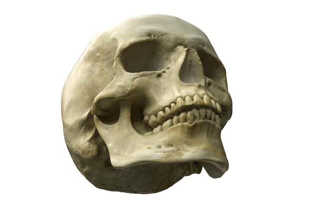 D render of human skull isolated on white