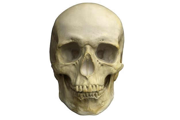 D render del cranio umano isolato su white