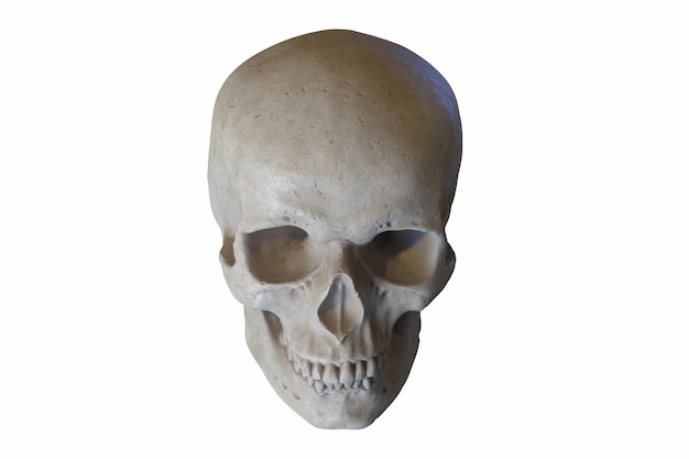 Фото d визуализация мраморной скульптуры человеческого черепа, изолированного на белом