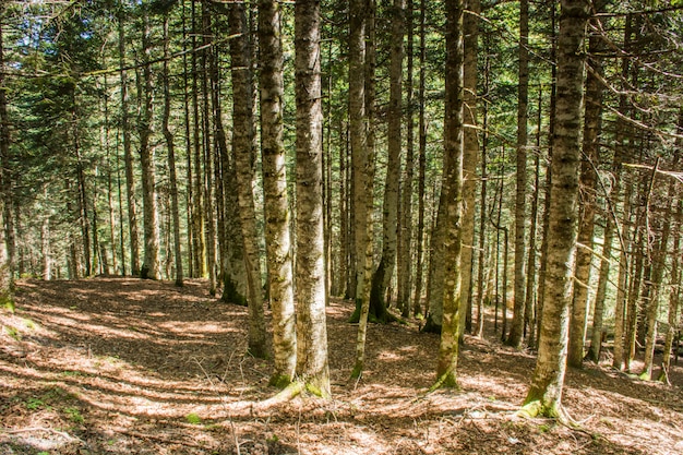 Dâ'aran valley in de spaanse pyreneeën