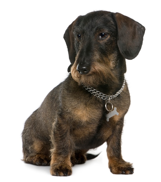 Dachshund, 11 years old, sitting in front of white wall