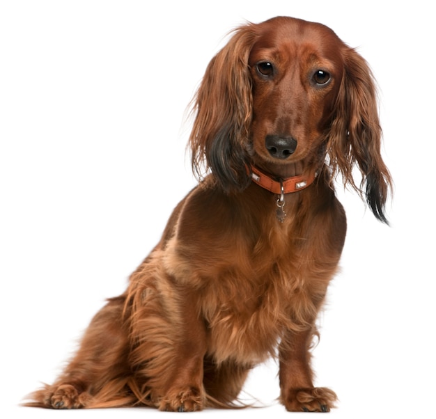 Dachshund, 2 years old, sitting