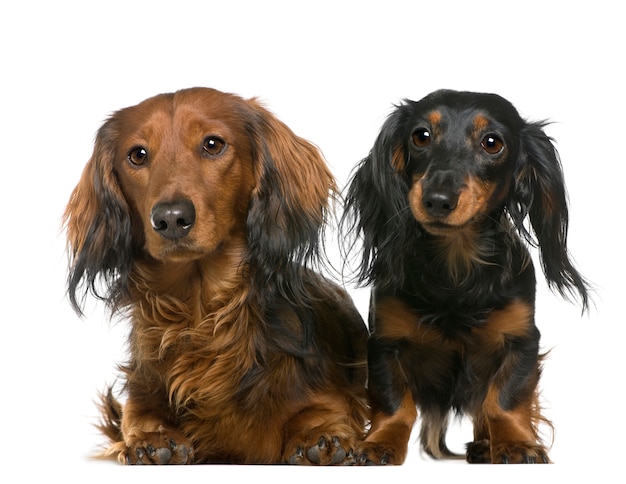 Dachshund, 3 and 2 years old, lying in front of white wall