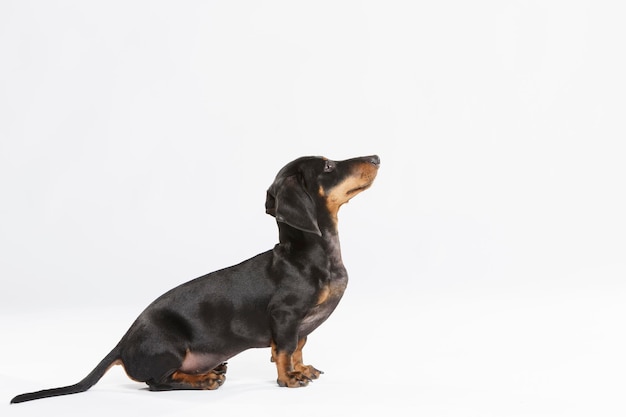 Photo dachshund against white background