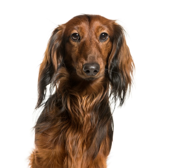 Dachshund against white background