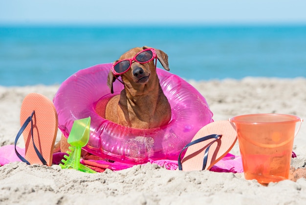 dachshund on beach