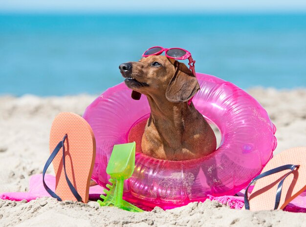 dachshund on the beach