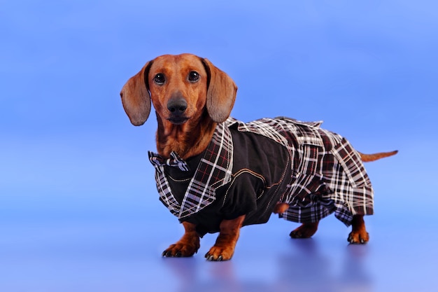 Dachshund on a blue background