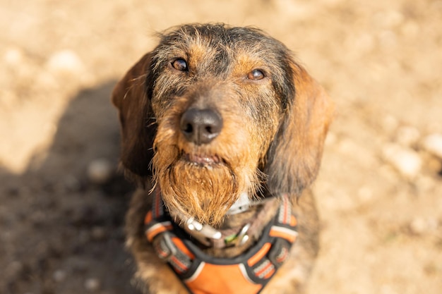 Dachshund breed dog looking up outdoors