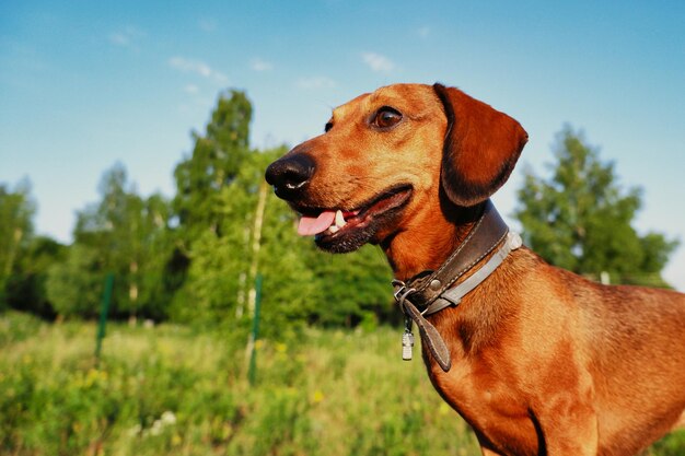 ダックシュンド クローズアップ 自然の中の狩犬