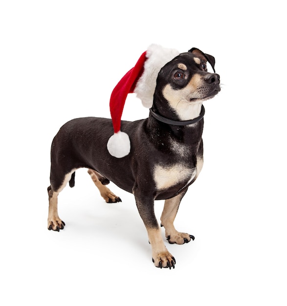 Dachshund Crossbreed Dog Wearing Santa Hat