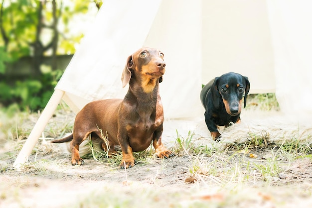 裏庭のダックスフント犬。日当たりの良い夏の天候で屋外の犬。