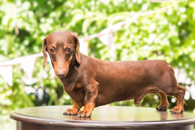 裏庭のダックスフント犬。日当たりの良い夏の天候で屋外の犬。