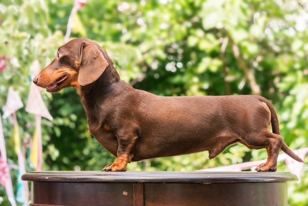 裏庭のダックスフント犬。日当たりの良い夏の天候で屋外の犬。