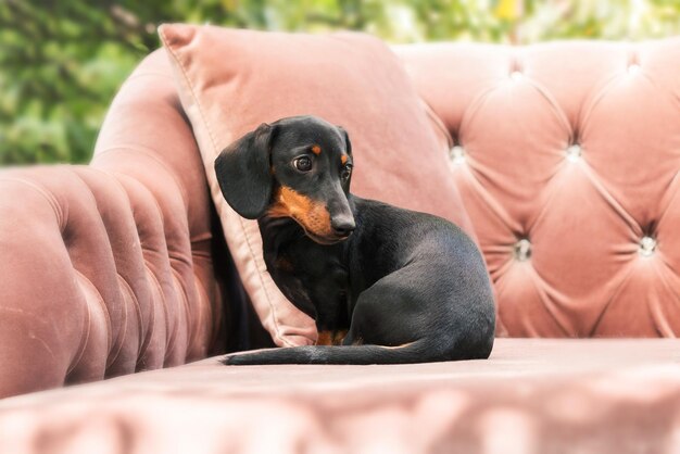 裏庭のダックスフント犬。日当たりの良い夏の天候で屋外の犬。