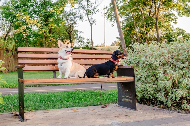 裏庭のダックスフント犬。晴れた夏の天候で屋外に 3 匹の犬。