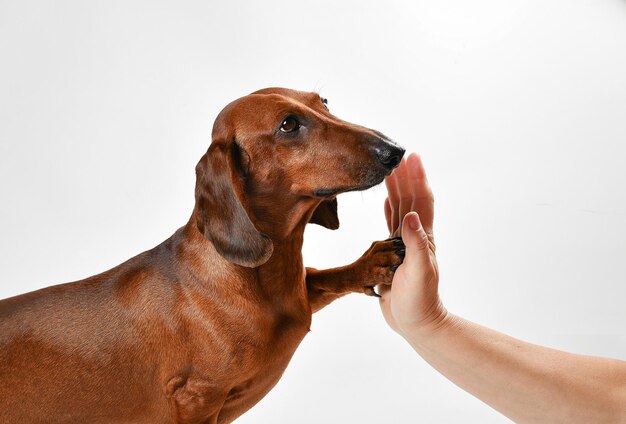 写真 ダックシュンド犬は飼い主に足を差し出します