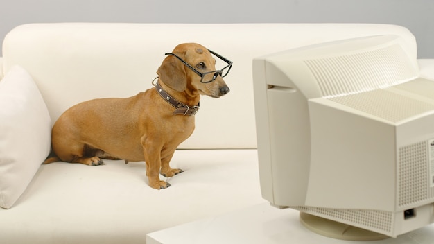오래된 컴퓨터 앞 소파에 앉아 안경을 쓴 닥스훈트 강아지 PC 화면을 보고 있는 애완동물