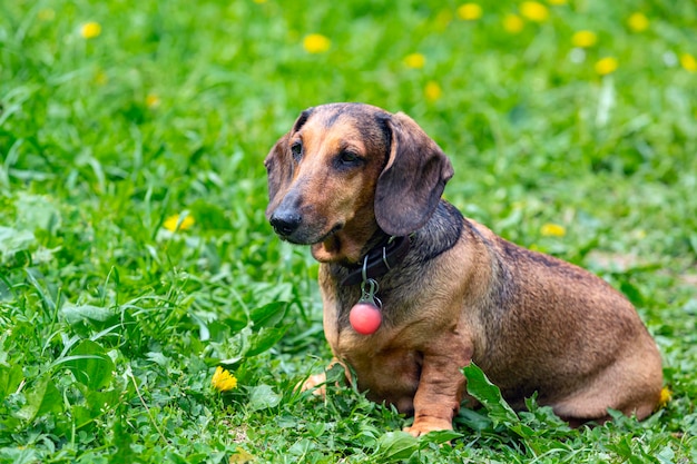 A dachshund dog is resting on a green field with dandelions