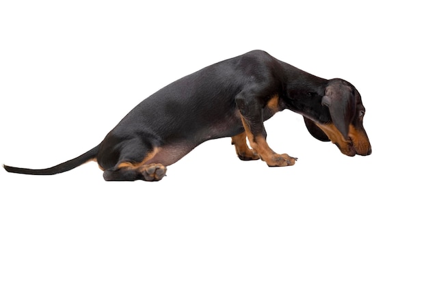 Photo dachshund dog isolated over white background