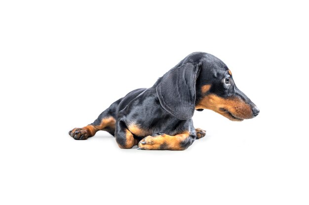 Dachshund dog isolated over white background