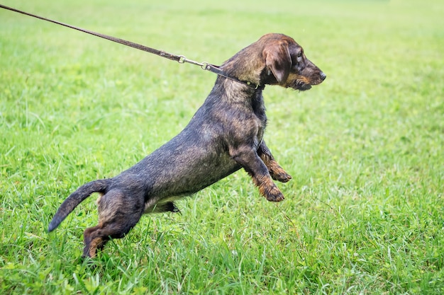 ひもにつないでダックスフント犬